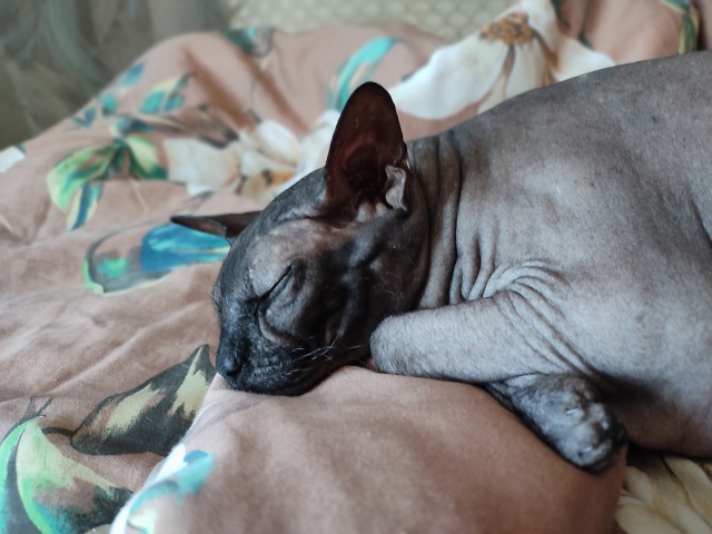 Булочка по имени Бастет