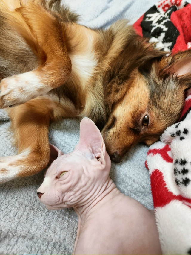 #сфинксМасяня
Наше маленькое лысое чудо,любит кушать,б...