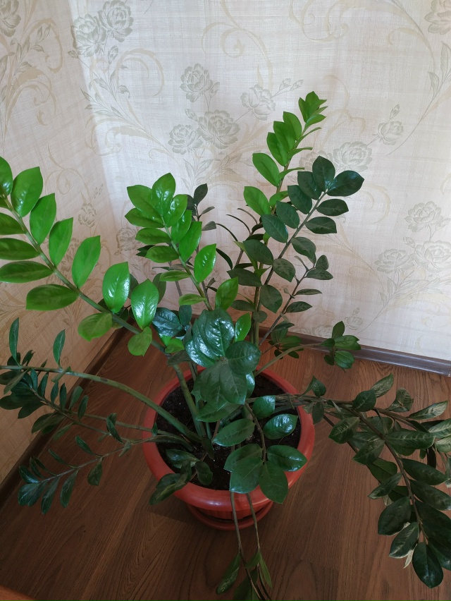 Цветок,большой,названия не знаю,высота горшка 34см,шири...