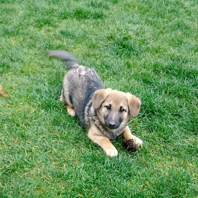 Щенки, 4 месяца, будут маленькие, коротколапки,обрабгта...