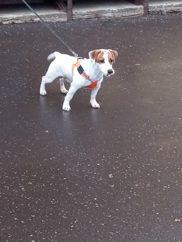 Кто потерял собаку?