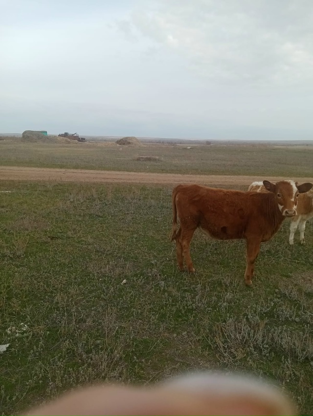 Продам 2-х тёлок от молочных коров,возраст 6-7 мес. 89953519431...