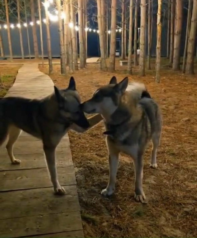 ‼️НАЙДЕНЫ СОБАКИ ‼️
🆘🆘🆘🆘🆘🆘🆘🆘🆘🆘🆘🆘🆘🆘
?...