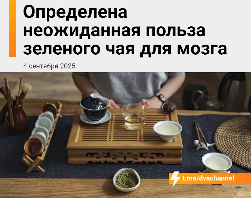 Зелёный чай бустит мозг, показало исследование
Учёные выяснили, что компонент зелёного чая EGCG «пе