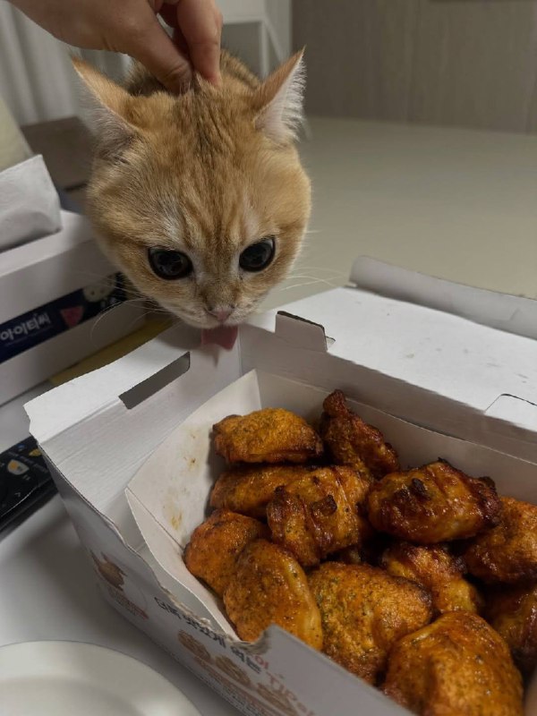 Ну вот ты и попавась, курочька!!!!!