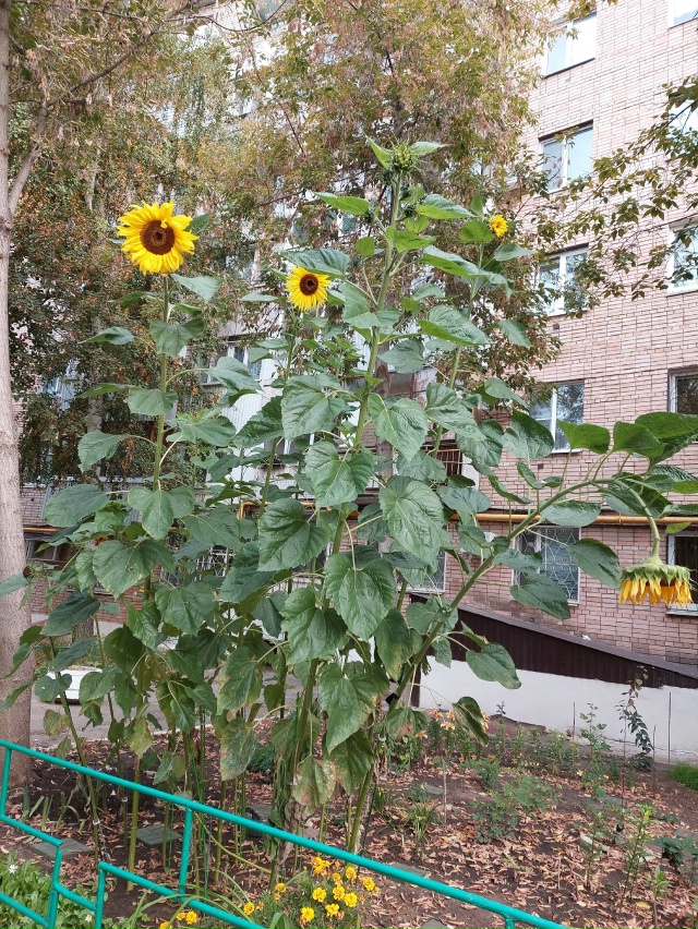 Давайте сажать подсолнухи ? ? ? Это необыкновенно ...