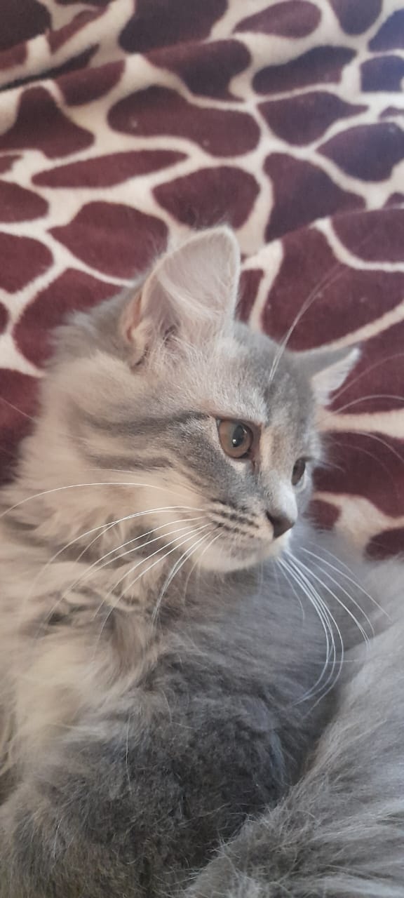 Одам 5 котят. 2 обычные, серый и черный мальчики 2.5мес. И 3...