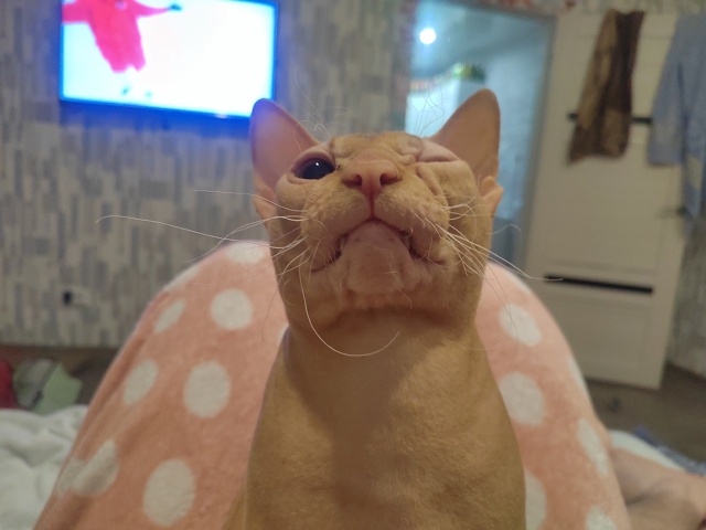 Это Дизель. Он смешной кот.