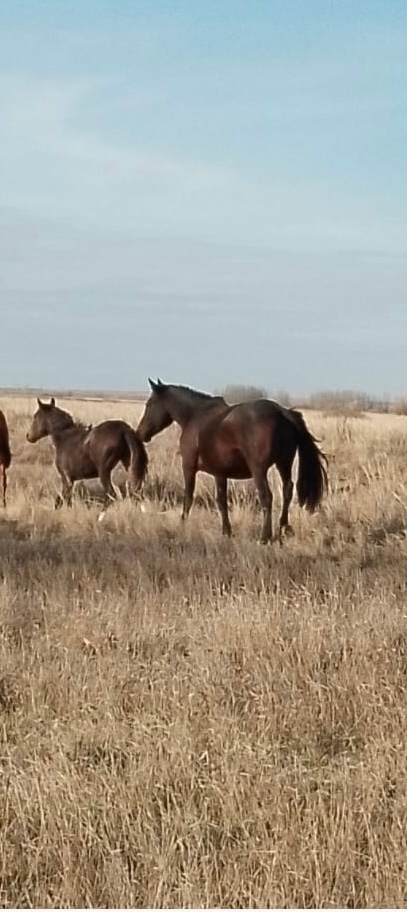 Продам кобылу(5 лет) с жеребенком (7 мес).
Подробности по ...