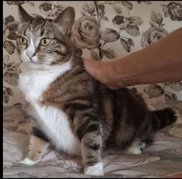 Розыск!
Пропала кошка! Стерилизована
г. Ивантеевка, Со?...