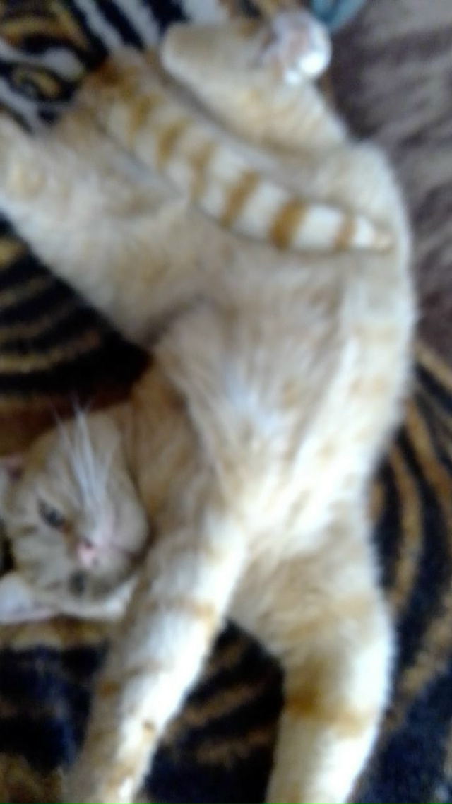 Здравствуйте. В д. Покровское остались без попечения к?...