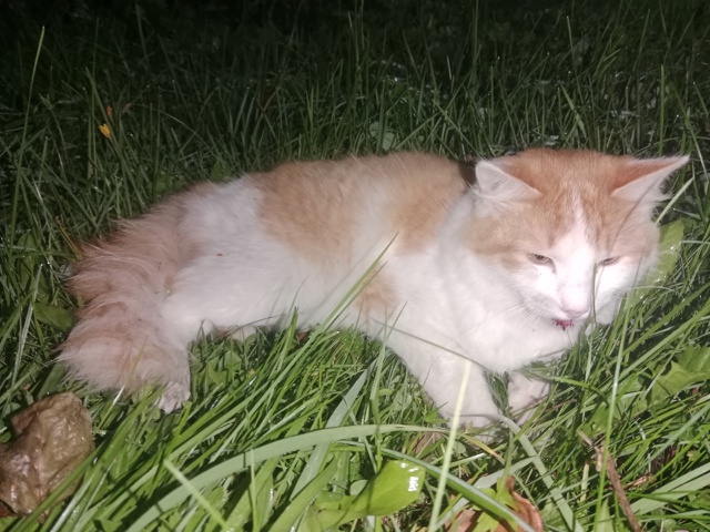 Нашелся кот, ухоженный, кровь из пасти и не может норма?...