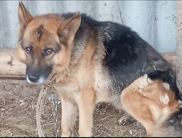 Пост для ваших животных в комменты отдам приму нашли п?...