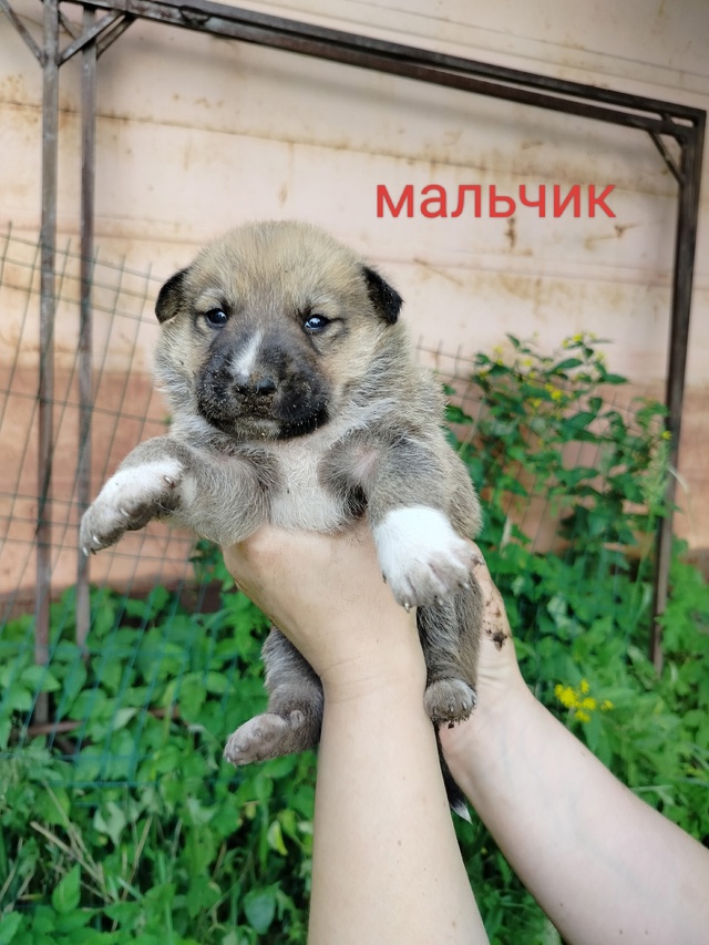 СРОЧНО!ПОЖАЛУЙСТА, ПОМОГИТЕ РАСПРОСТРАНИТЬ!Ищут самые...