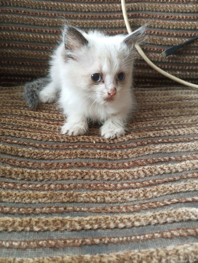 Отдам котят в хорошие руки звонить по номеру: 89814384841