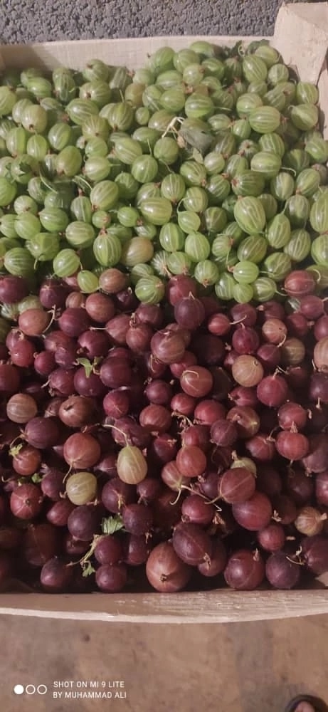 ⚠🍓⚠🍓⚠🍓⚠🍓⚠🍓 Жители г Лангепас!!! 12 августа завоз...