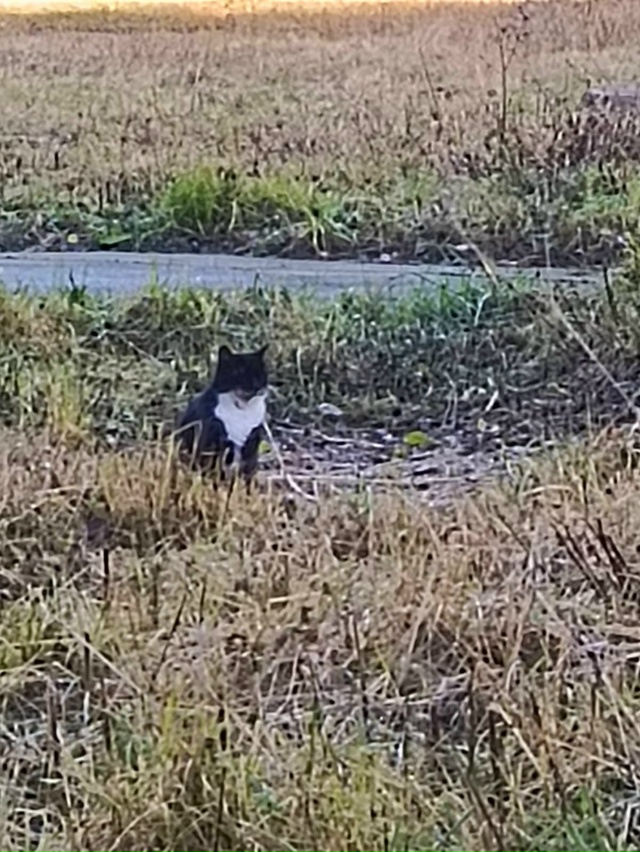 Здравствуйте, у третьей школы в Апатитах, кошка сидит в...