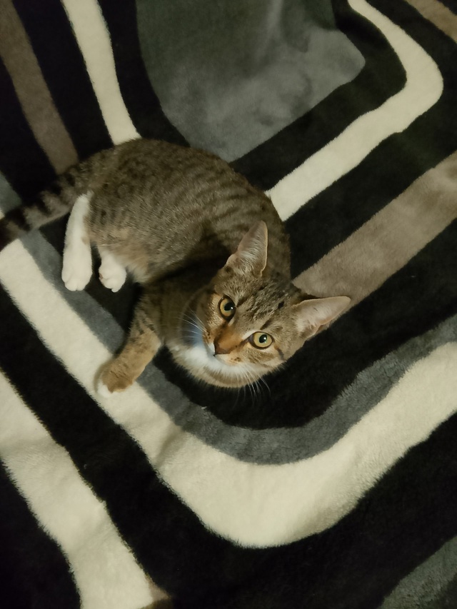 🐈