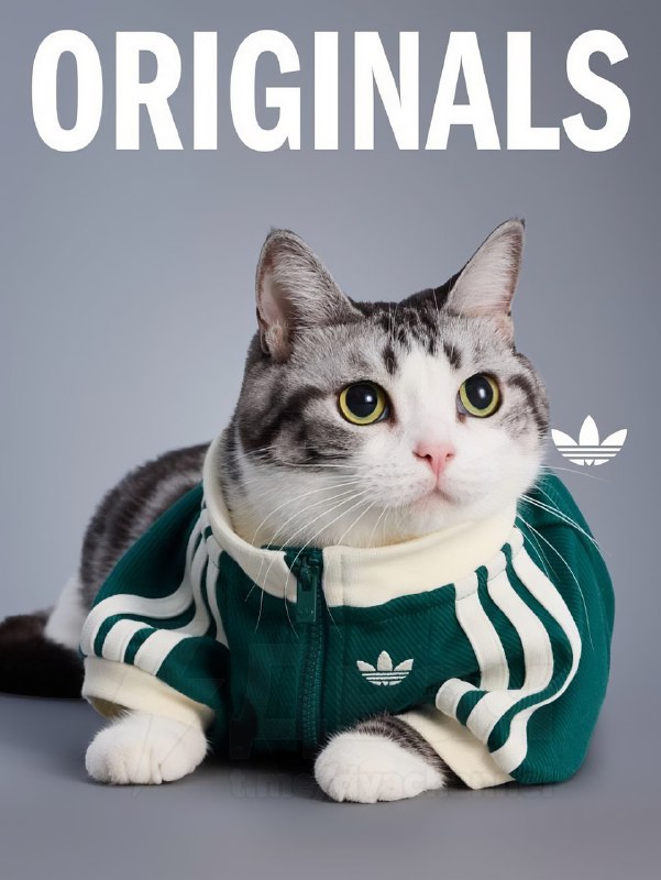 Adidas в Китае представил новую линейку одежды для питомцев — да, теперь есть осенне-зимние вещи для