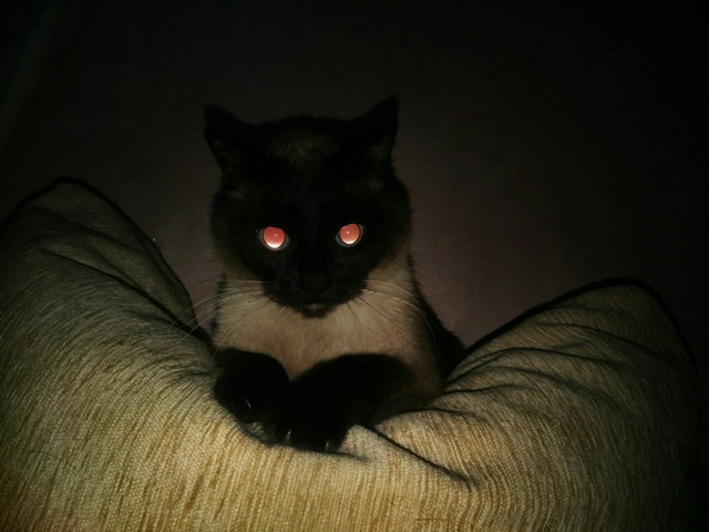 Это Санёк. Кот, которого надо заслужить 😎
Его путь от 0...