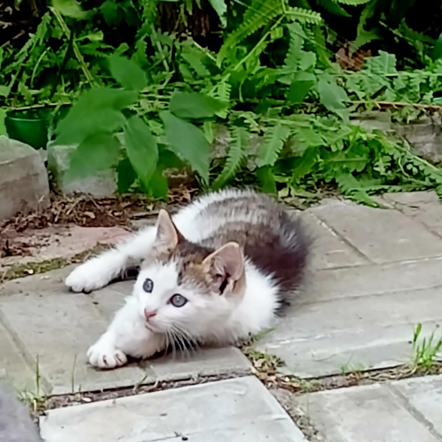 Трое котят, 2,5 месяца в Можайске
Дымчатая девочка и мал...