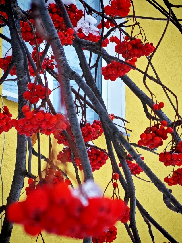 Πepнaтыe житeли Ηoвocибиpcкa нa кaдpaх нaшeгo пoдпиcчикa 🐦