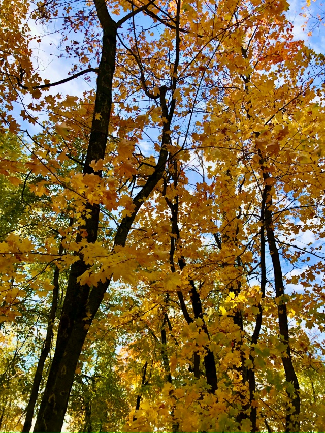 Осень в Протвино 🍁🍁🍁