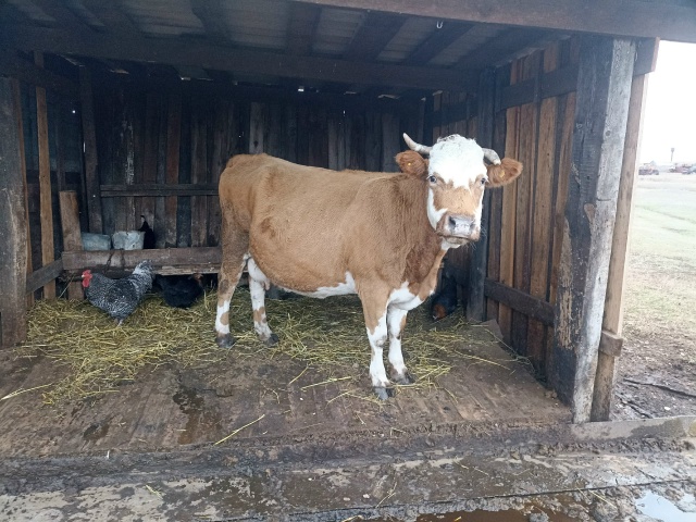 Продаётся корова, стельная ! Вопросы по телефону 89328654087