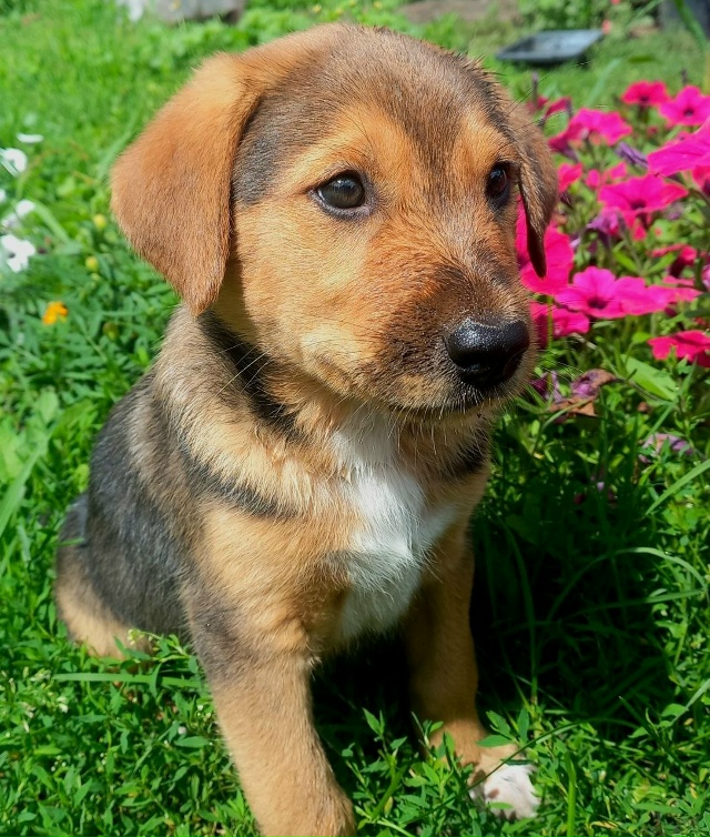Щенки в добрые руки. 🐶
Мама - гончая( рабочая) , папа - по...