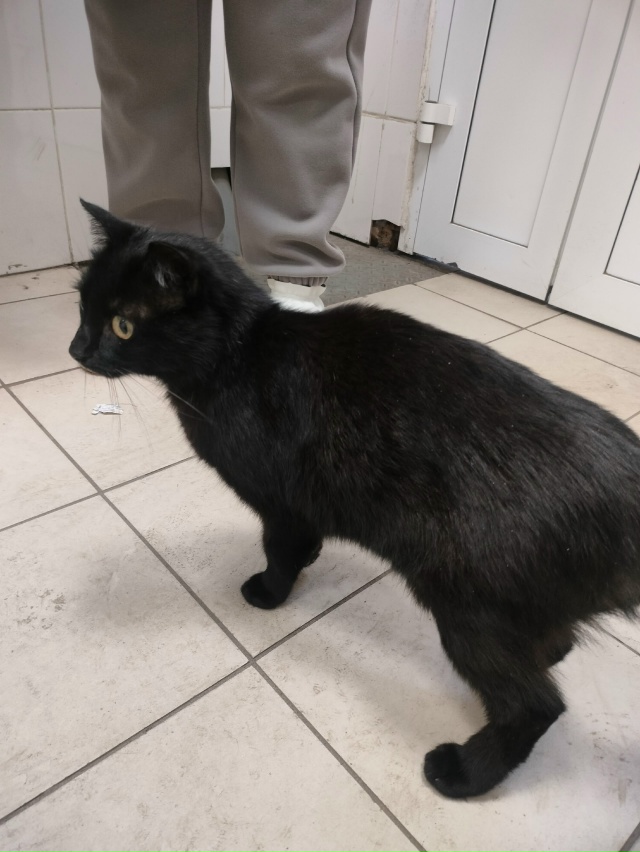 чья кошка? бегает по улице, забегает в магнит, жалобно м...