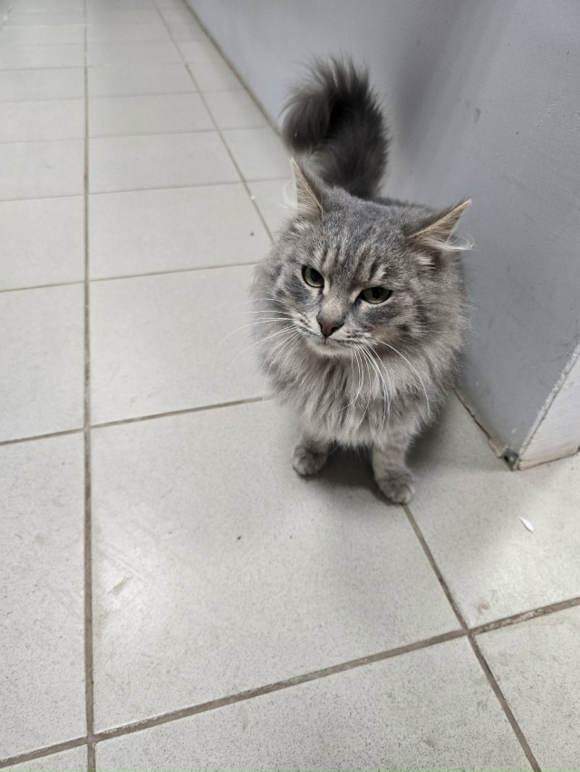 Чей кот/кошла?
Ходит в центре около монетки
Видно,что д?...