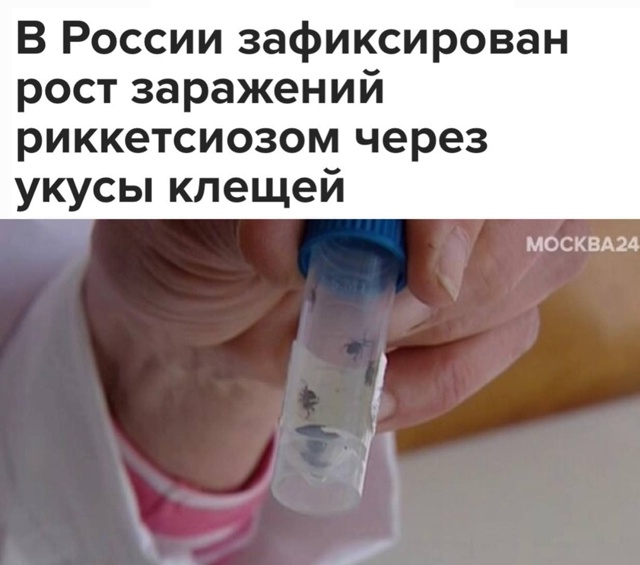 В России всплеск риккетсиоза — инфекции от укусов кле?...