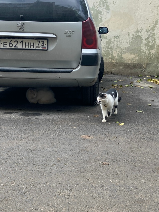 Котик бегает у пр. Победы 62. Никто не терял?в ошейнике, ч...