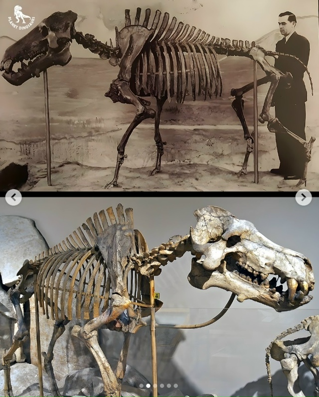 Адская свинья- деодон или динохиус
Деодон, вымерший ро...