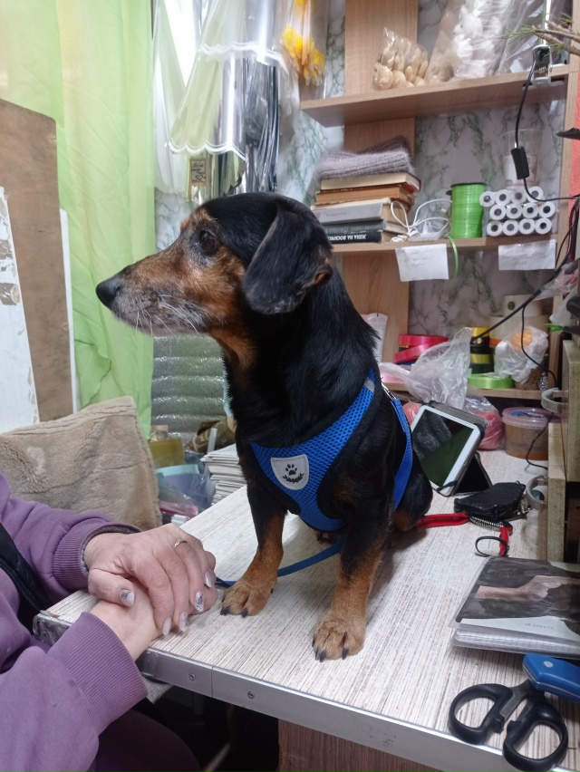 Найдена собака (кобель) в районе остановки Поликлиника...