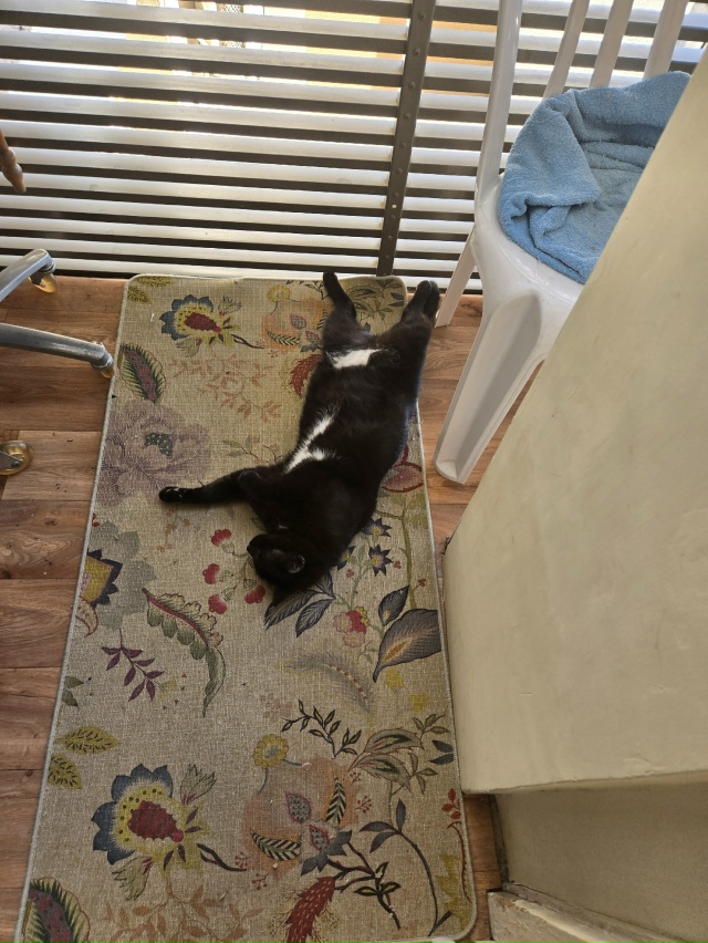 #чёрнаяхтонь греет пузо