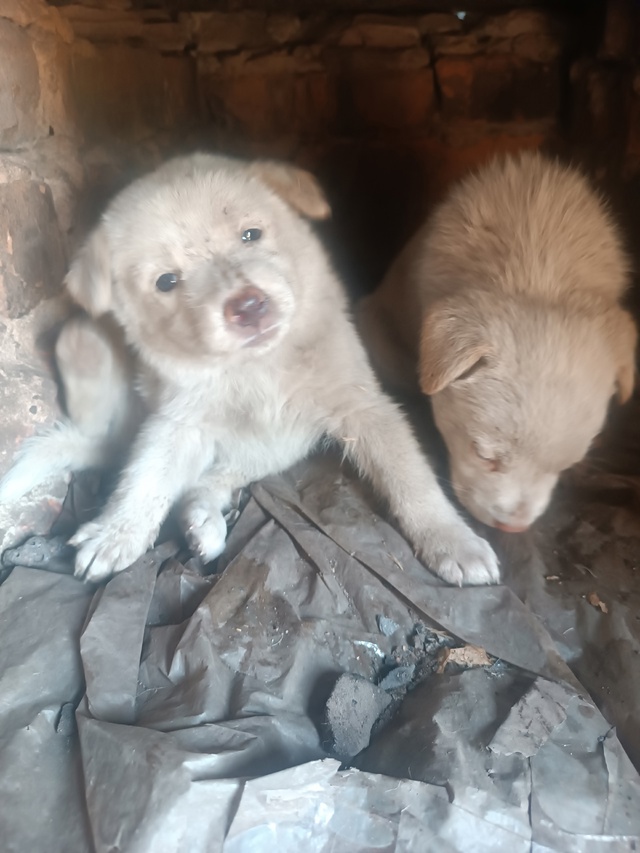 Малыши живут на улице , очень нужны добрые ручки 🤗 Ест?...