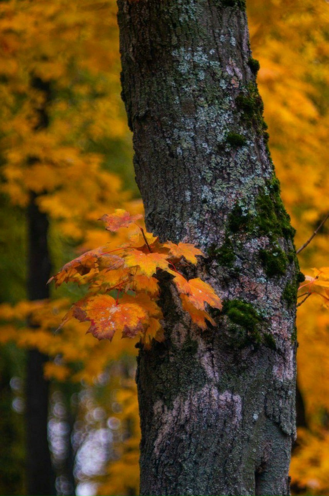 Золотая осень в нашем городке ??
?cshikhalizad