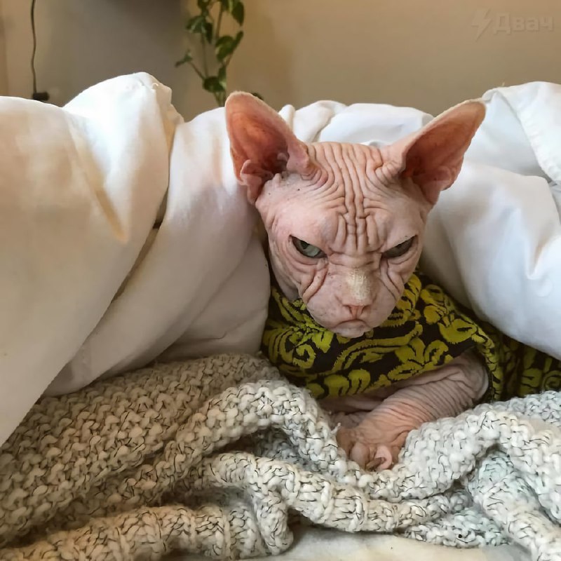 Сегодня отмечается День ворчуна
Буквально твой день