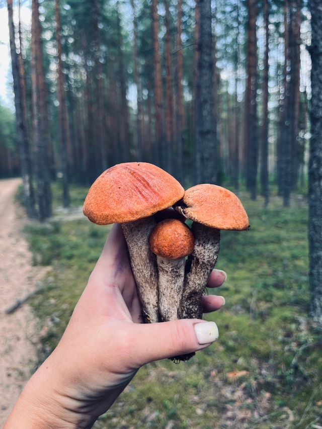 Делитель своими находками ❤