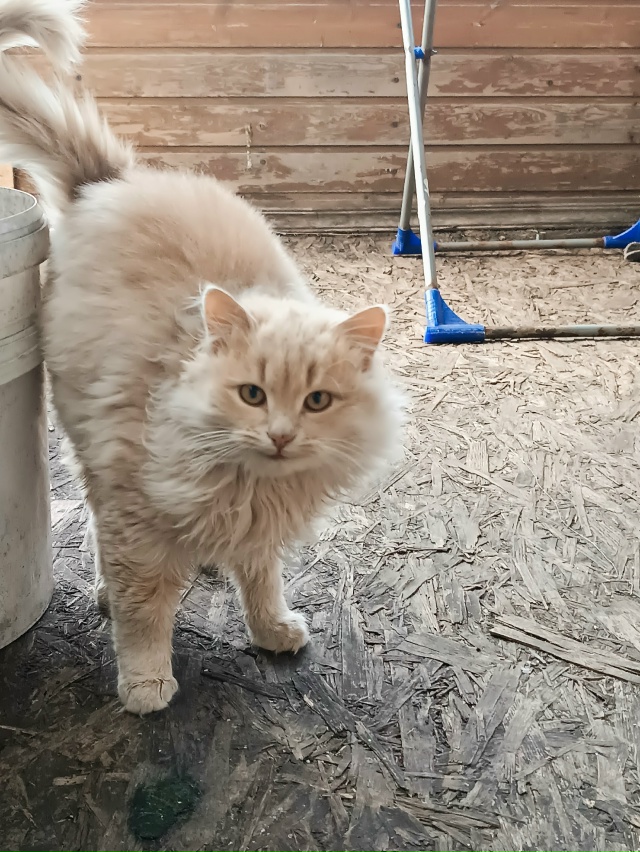 Добрый день. Никто не терял малыша? (район жд посёлок) и?...