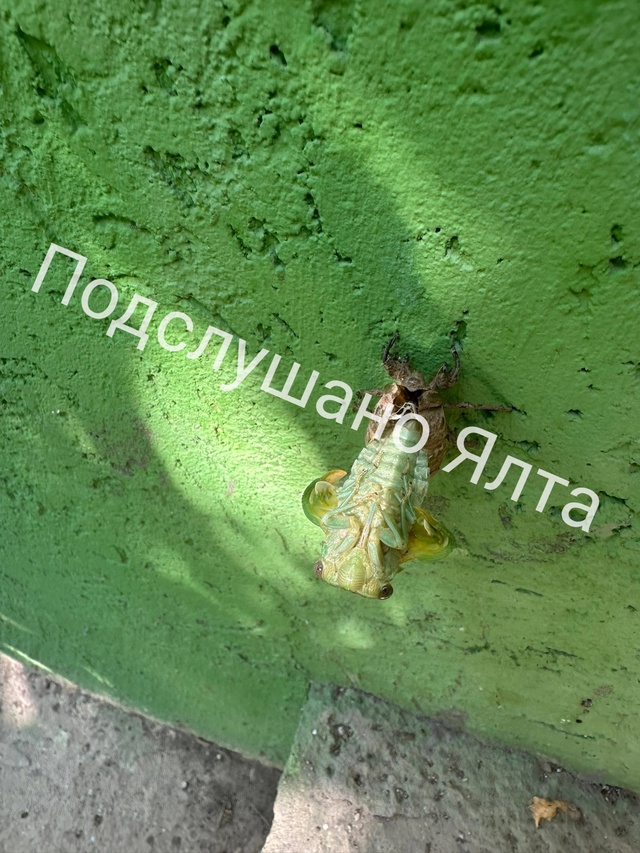 Это п###дец! 😳😱 Сказать что я офигела ничего не сказат?...
