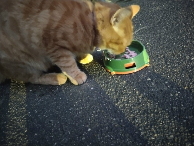 Появился котик,очень ласковый, ухоженный. Видно что до?...