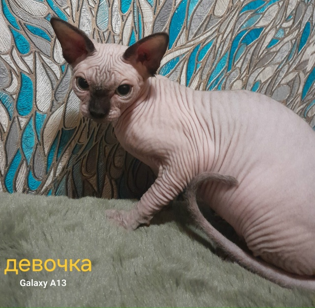 Девочка 6 месяцев.