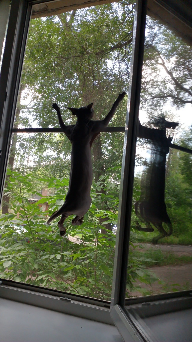 Майа или Майка - футболка