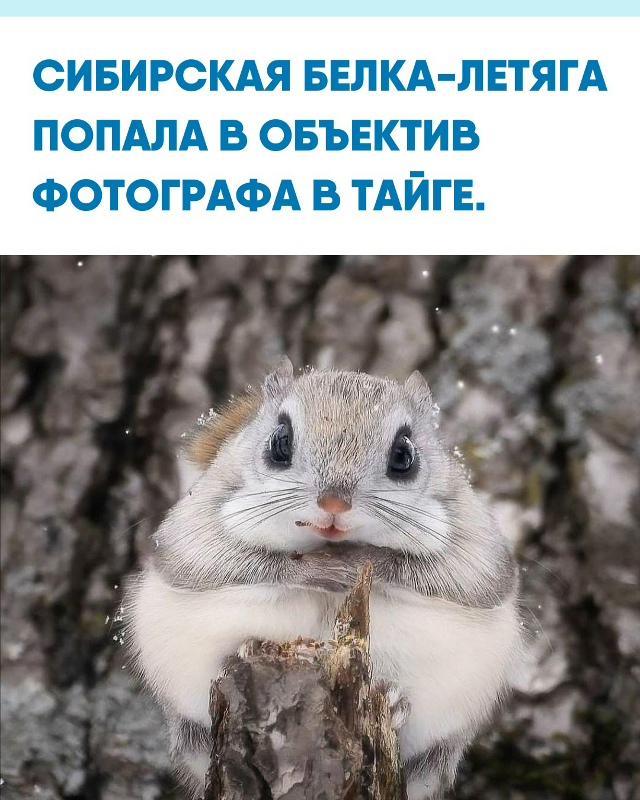 Редкому удаётся увидеть это скрытное животное в дикой ...