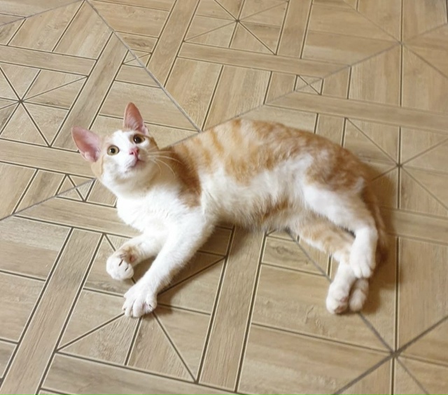 Котёнок КЕША ждёт любящую семью❣️
️😻 Добрый, ласков?...