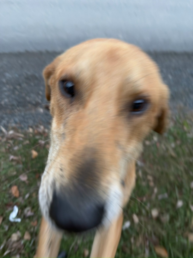 🆘🆘🆘Пермский край, Горнозаводский район!!!!Найден го?...