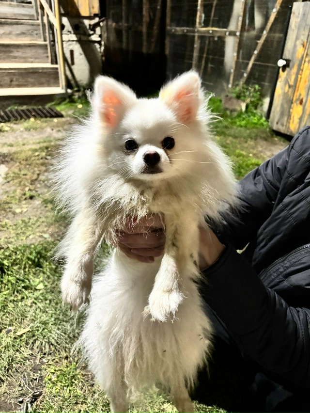 Пост для ваших животных в комменты отдам приму нашли п?...