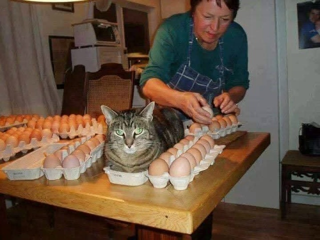 Помощничек😀